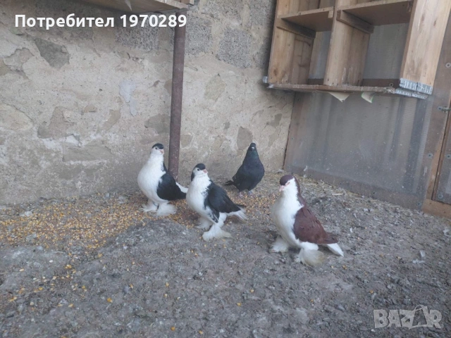 Лахори, снимка 2 - Гълъби - 53586764