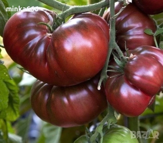 40бр.семена за шоколадови домати.