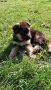немски овчарки, снимка 6