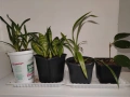 стайни цветя- комплект Хоя + Хлорофитум + Сансевиера + Алое , снимка 2