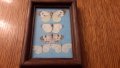 Колекция от пеперуди рамкирани  120лв за всички , снимка 5