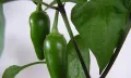 Чушка и семе от най-лютите сорт чушки в СВЕТА! Каролина Рийпър, Червено Хабанеро, Халапеньо , снимка 13