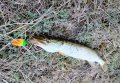 Блесна клатушка Golden Catch Hedik - 1.8 г и 2,6 г., снимка 5