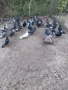 подарявам гълъби , снимка 1