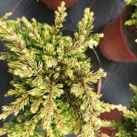 Хвойна Голдшатс, Juniperus Goldschats, студоустойчива!!, снимка 5 - Градински цветя и растения - 38563034