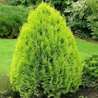 Мини туя Ауреа Нана Thuja Aurea Nana - Златна, снимка 2 - Разсади - 43363251