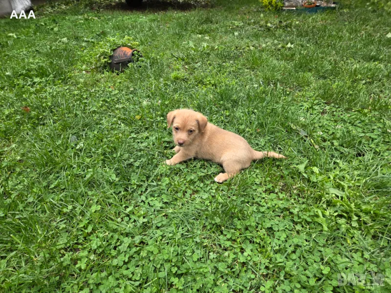 Малки кученца , снимка 1
