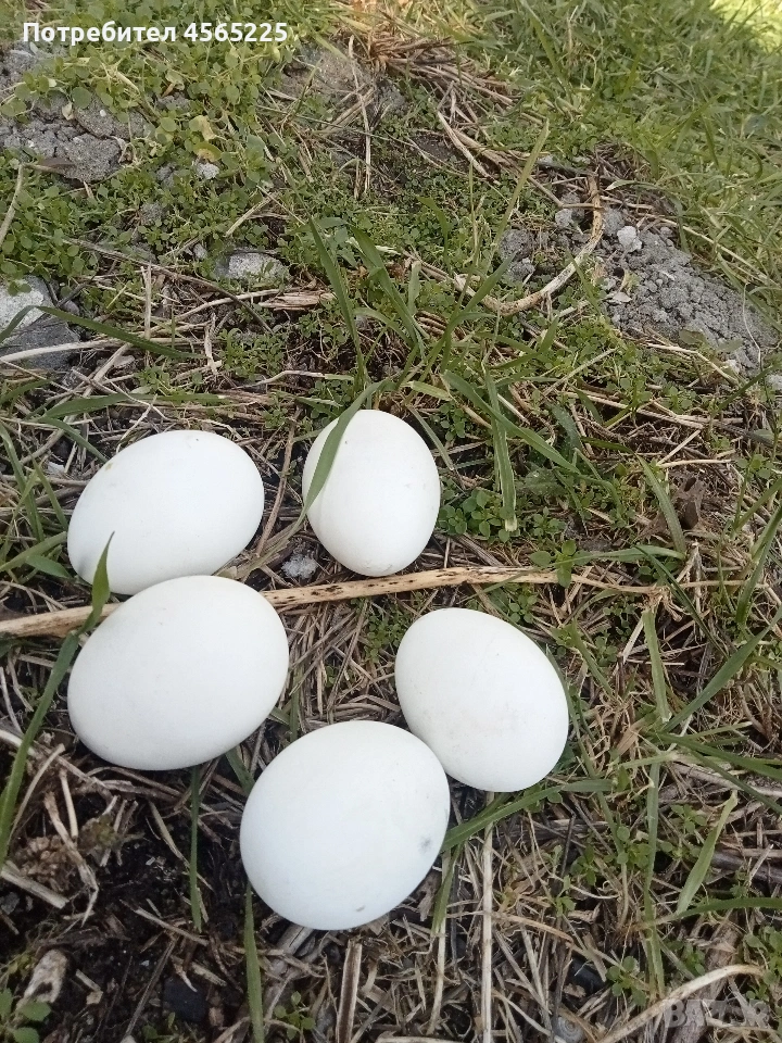 Яйца, снимка 1