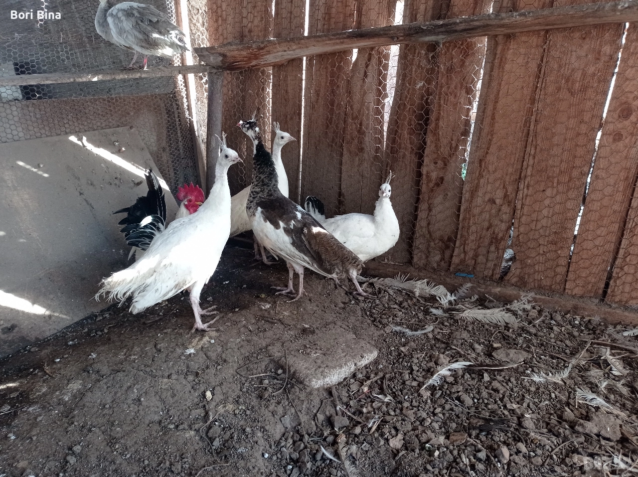 Пауни паунчета , снимка 1