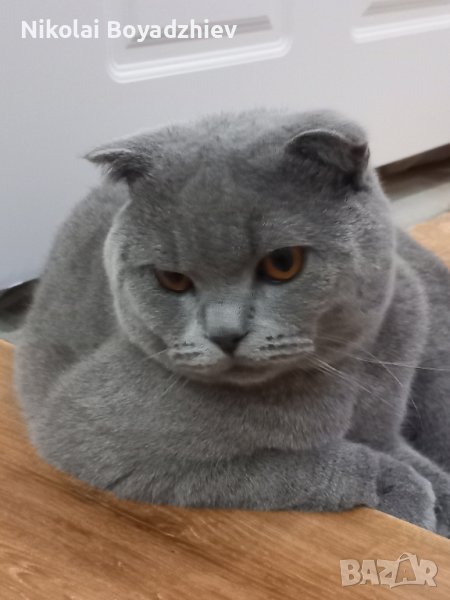 Млад котарак за разплод 😀, снимка 1