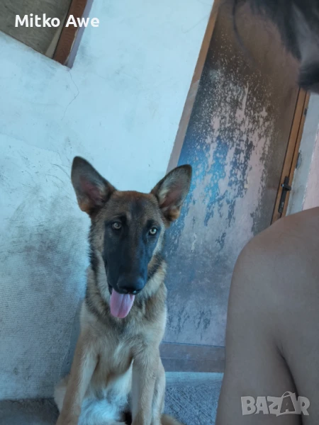 НЕМСКА ОВЧАРКА , снимка 1