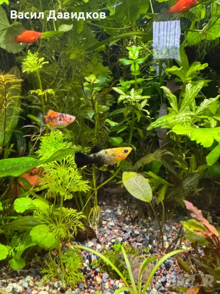 Живородни рибки , снимка 1