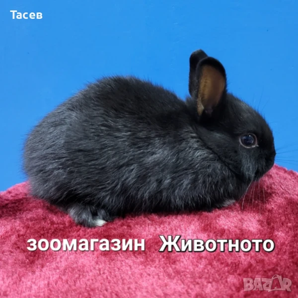 Мини зайчета, снимка 1