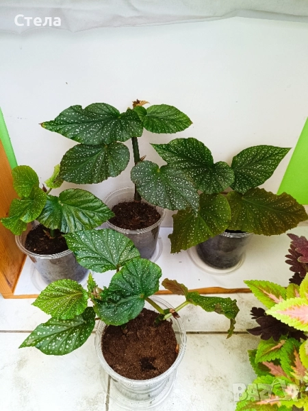 Епипремнум, Бенджамин бял, шарен и зелен, Хлорофитум, Кротон , снимка 1