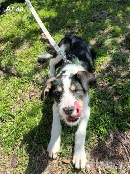 Сладко кученце на 6 месеца, ваксинирано!, снимка 1