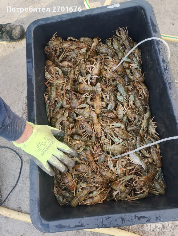 Продавам живи езерни раци , снимка 1