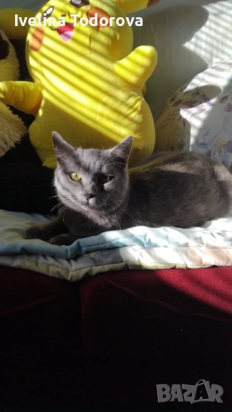 Британски късокосмест котарак , снимка 1