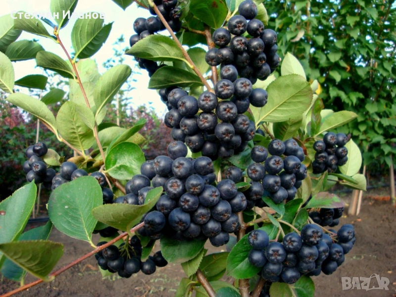 Едроплодна арония (Aronia melanocarpa 'Galicjanka'), снимка 1