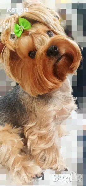 Йорки / Йоркширски териер, снимка 1