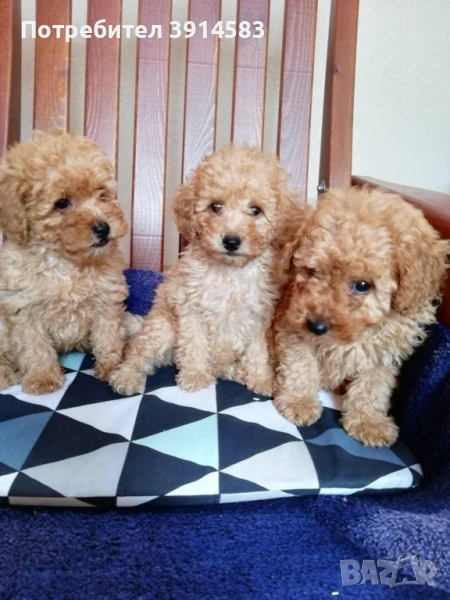 Той пудел, 3 женски и 2 мъжки. , снимка 1