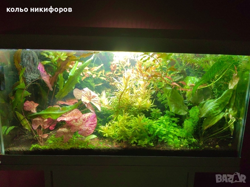 Пакет Аквариумни растения, снимка 1