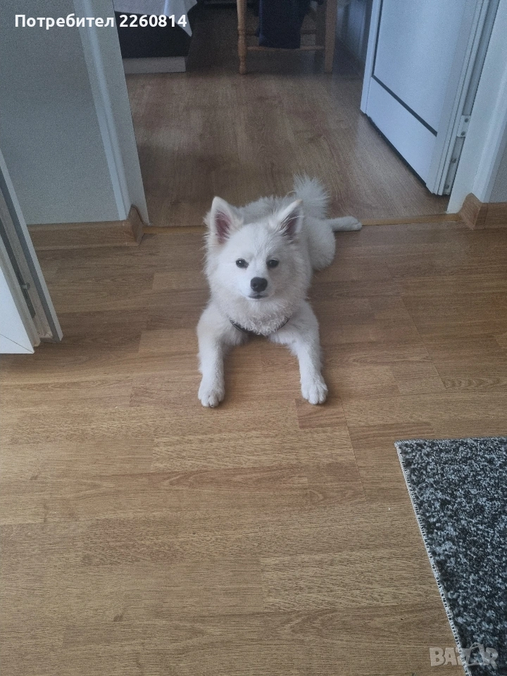 продавам померан спиц, снимка 1