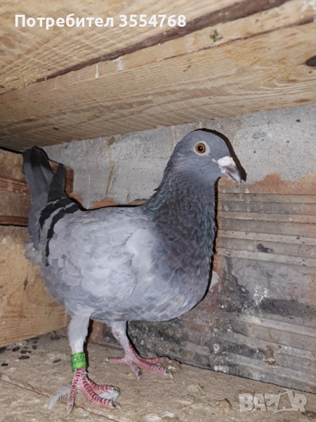 Продавам спортни гълъби , снимка 1
