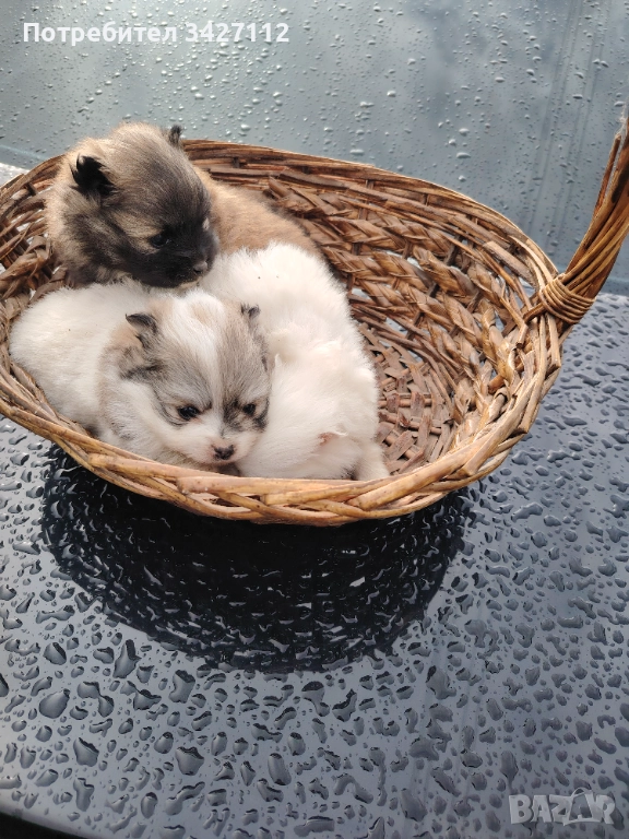 Померански шпиц, снимка 1