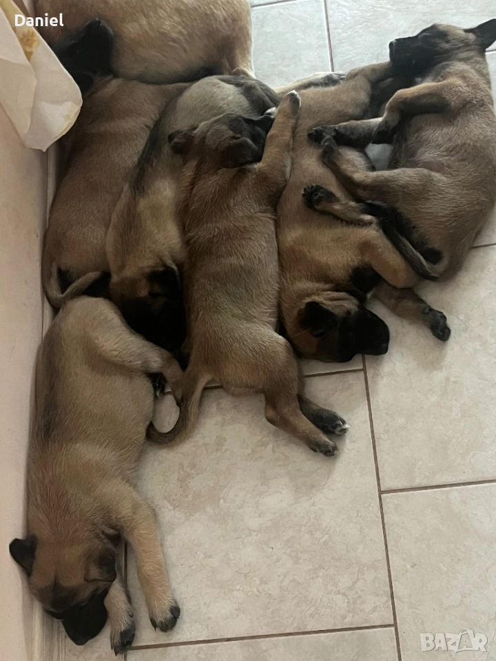 Белгийска овчарка-Малиноа , снимка 1