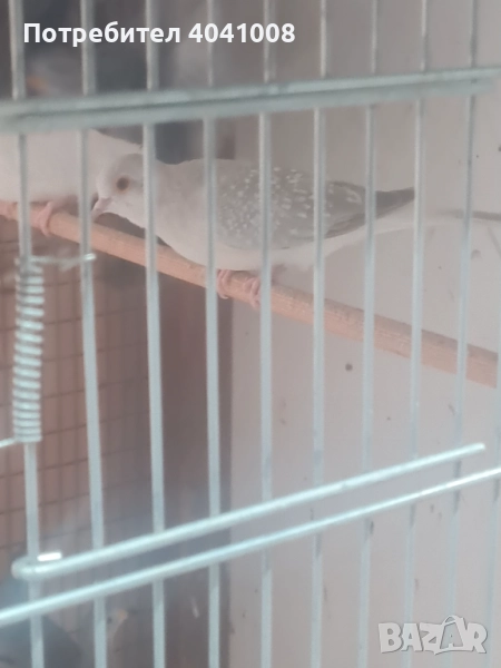 Диамантени гугутки , снимка 1