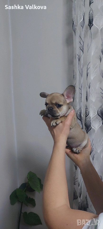 Френски булдочета за продан!, снимка 1