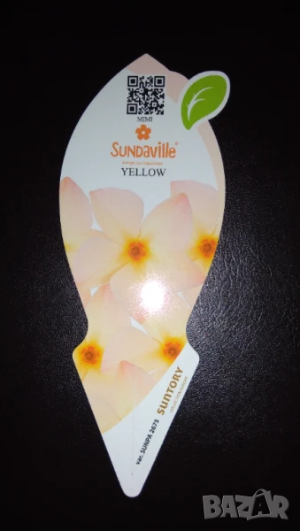 Търся мандевила дипладения жълта, снимка 1