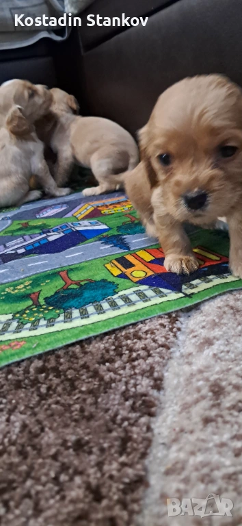 Кученца Кокер шпаньол, снимка 1