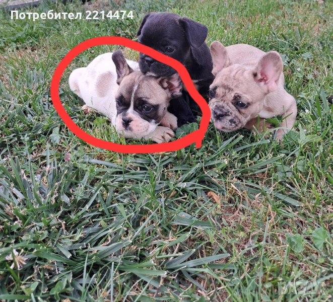 ПРОМО остава само 1 момченце, снимка 1