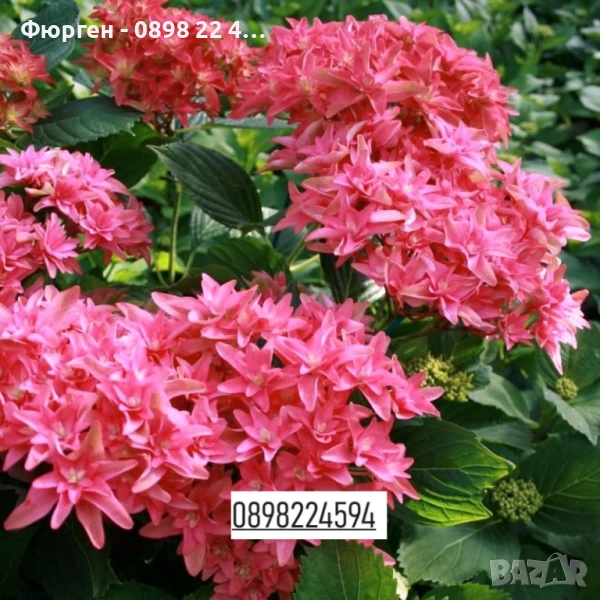 Хортензия Принцеса Даяна - Hydrangea princess Diana, снимка 1