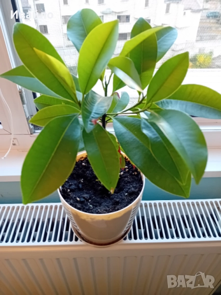 Саподила - Manilkara zapota, снимка 1