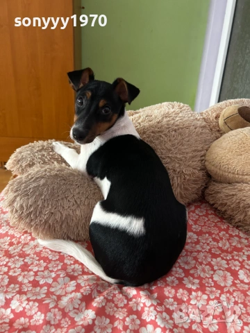 ДЖАК-СЛАДУРАНА 0701261518, снимка 11 - Джак ръсел териер - 53021086