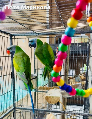 Двойка Китайски Александри с пръстени и сертификати, снимка 5 - Папагали - 53238335