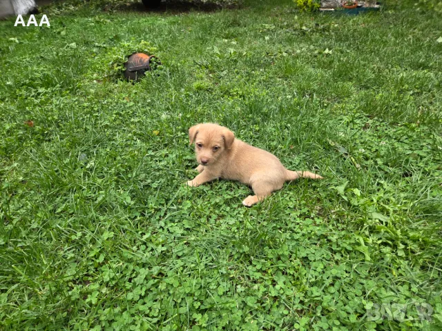 Малки кученца 