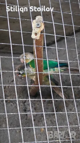 Млади пирура молина хипоксантия, снимка 2 - Папагали - 39436409