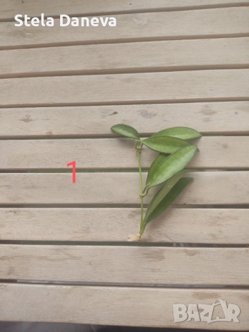 Вкоренен резник на растение хоя, снимка 6 - Стайни растения - 43076464