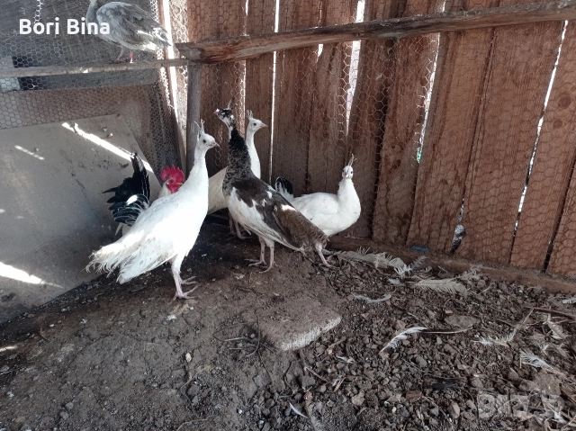 Пауни паунчета 