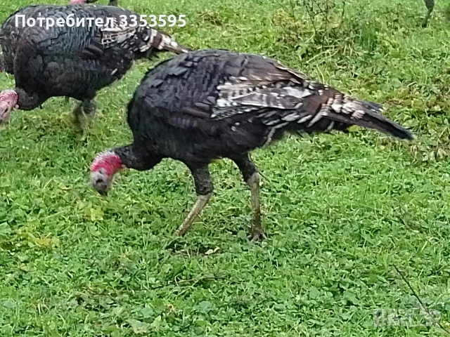 продавам пуйки и пуяци, снимка 3 - Кокошки и пуйки - 52914382