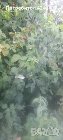 Корени малини, снимка 2 - Разсади - 48273607