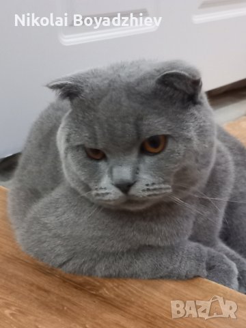 Млад котарак за разплод 😀