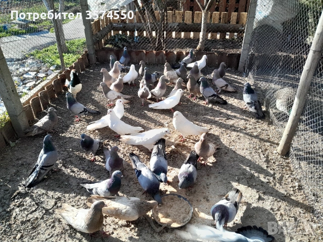 Продавам Римски гълъби, снимка 6 - Гълъби - 53164416