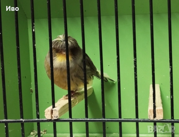 Глостери , снимка 10 - Канари - 53037062