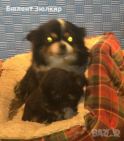 Мини чихуахуа , снимка 6 - Чихуахуа - 53602754