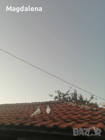 Продавам пощенски гълъби, снимка 5 - Гълъби - 51291844