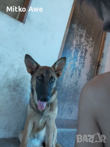 НЕМСКА ОВЧАРКА , снимка 1